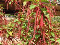 Acalypha_hispida