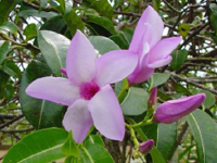 Allamanda_violacea