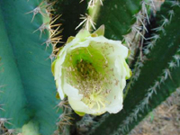 Cereus