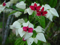 Clerodendrum