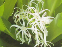 Crinum