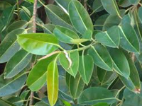 Ficus_elastica