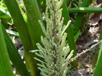 Hibiscus_grewiifolius