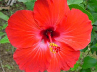 Hibiscus_rosa
