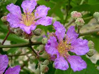 Lagerstroemia_macrocarpa