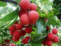 Litchi_chinensis