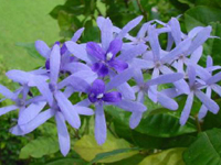 Petrea_volubilis