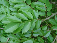 Pterocarpus