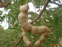 Tamarindus
